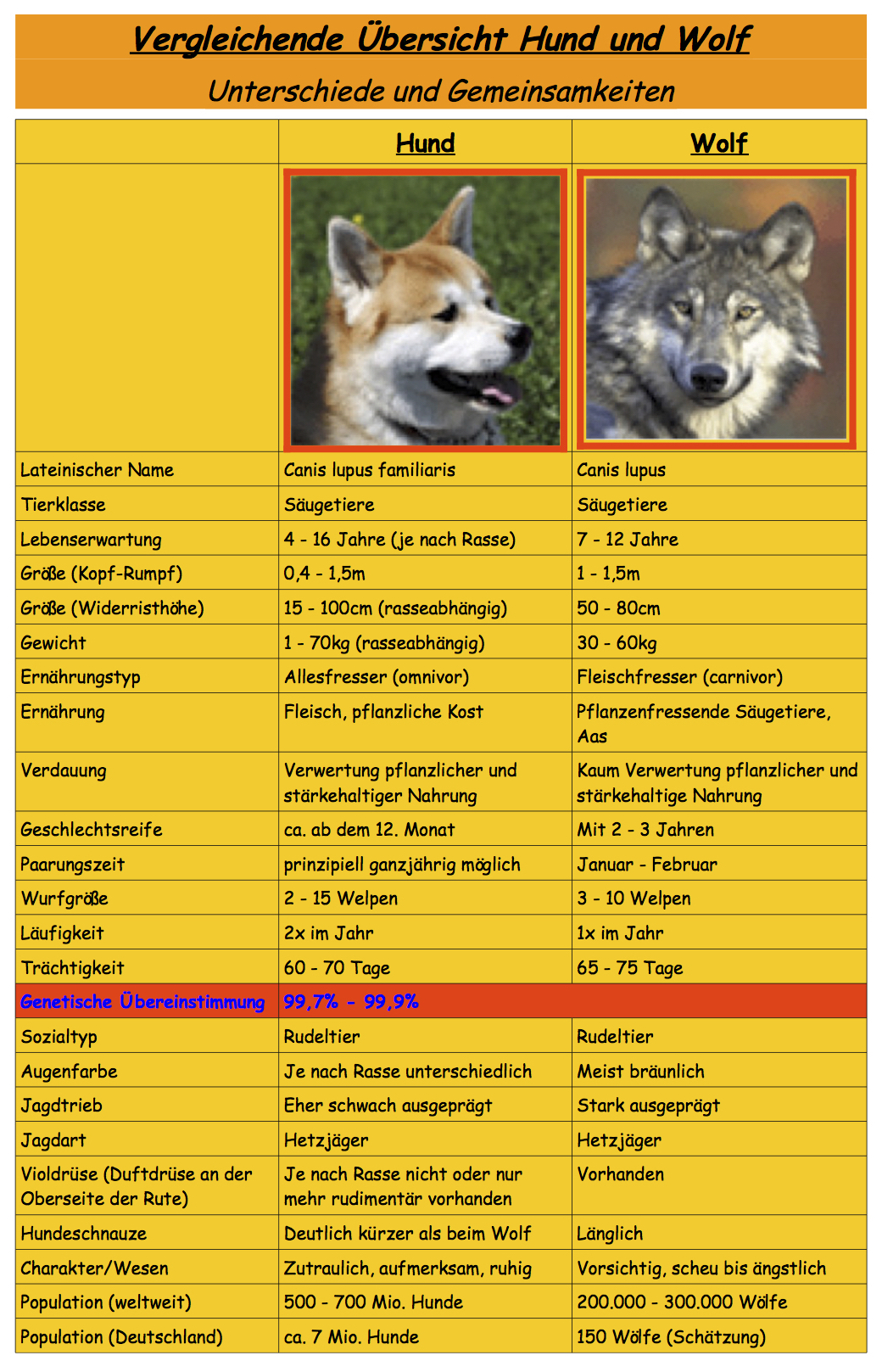 Image Gallery Urahn Wolf 6 von 26 7Vergleich WolfHund.jpg